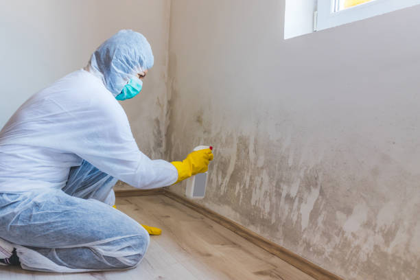 Licensed Mold Removal service in Forest Hill, TX - 24 Hour Mold Removal