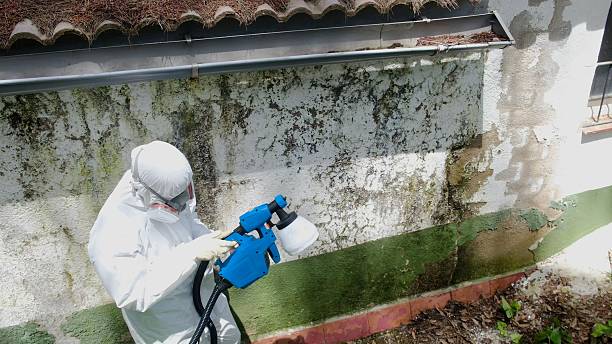 Top rated local Mold Removal specialists in Forest Hill, TX